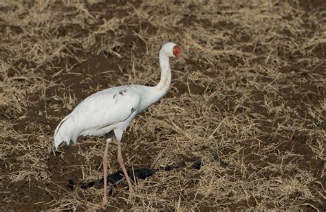 Details : Siberian Crane - BirdGuides