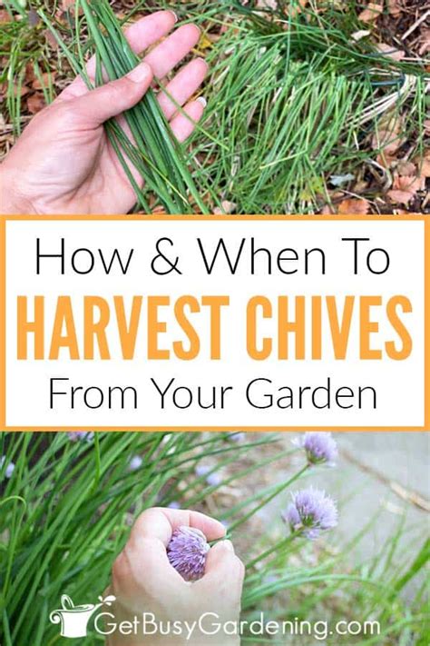 How To Harvest Chives & When To Pick Them - Get Busy Gardening