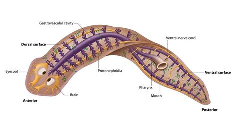 Planarians | Brain and Cognitive Sciences