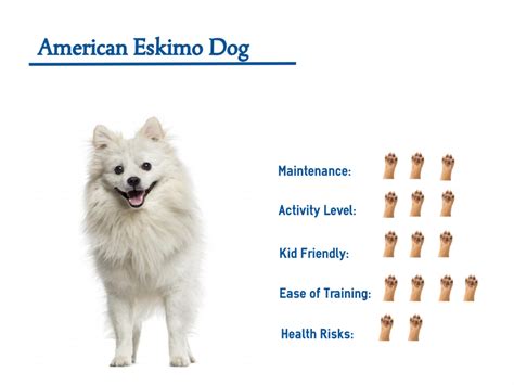 American Eskimo Dog… Your Guide to Best Care.