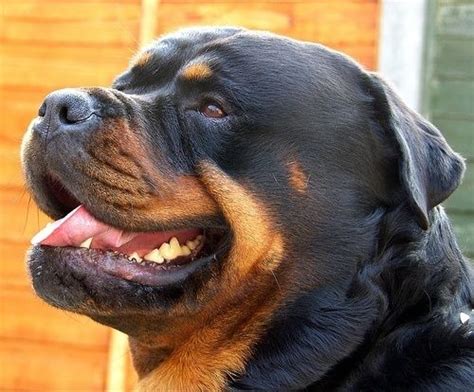 Rottweiler Supplements that Build Muscle! | Rottweiler dog, Dog names, Roman rottweiler