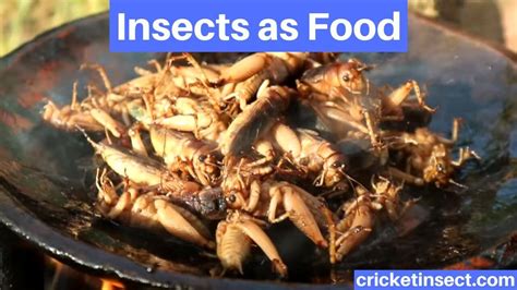 Entomophagy |Insects as Food | Nutrition and Benefits - CricketInsect.com