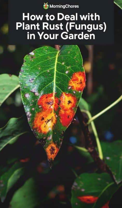 How to Deal with Plant Rust (Fungus) in Your Garden