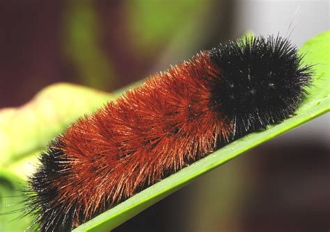 Wooly Bear Caterpillar. | Banded Wooly Bear Moth. Found in m… | Flickr