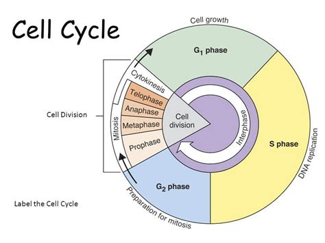 NCERT Solutions - Cell Cycle and Cell Division NEET Notes | EduRev