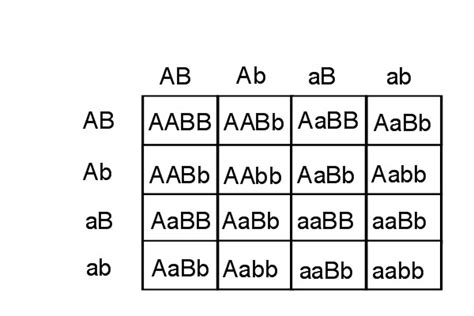 16 punnett square examples - OsbornFraley's blog