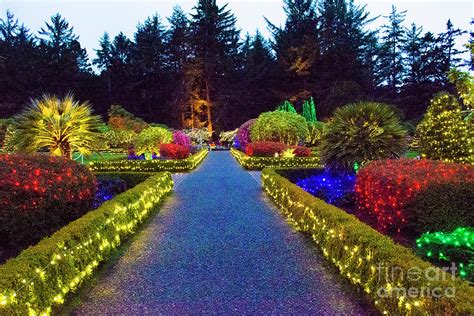 Christmas Lights at Shore Acres Gardens State Park Photograph by Janna Saltmarsh | Fine Art America