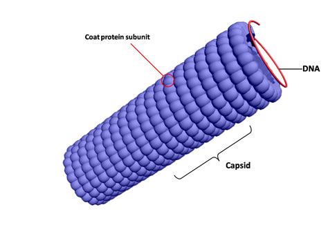 Article 55: Number - The Pentad - Part 4 - Spirals & Helices - Cosmic Core