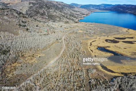 Pando Aspen Photos and Premium High Res Pictures - Getty Images