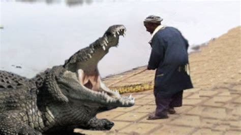 Crocodile Eats Man