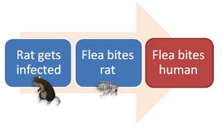 Black Death- Rats, Fleas, Cats and Bacteria - Black Death in 1918