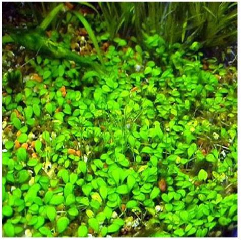 Four Leaf Clover Dwarf Marsilea crenata Pot | Arizona Aquatic Gardens