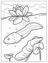 Coloring Pollywog Pages Template Sketch Page sketch template