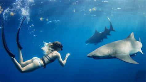 Shark Diving Photos & Video | Florida Shark Diving