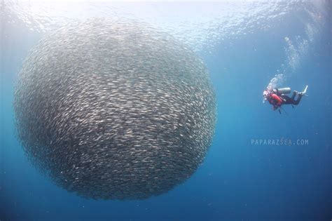 Dive with Millions of Sardines, The Final Run 2019 - PaparazSea