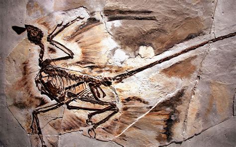 Arriba 68+ imagen microraptor fossil - Abzlocal.mx