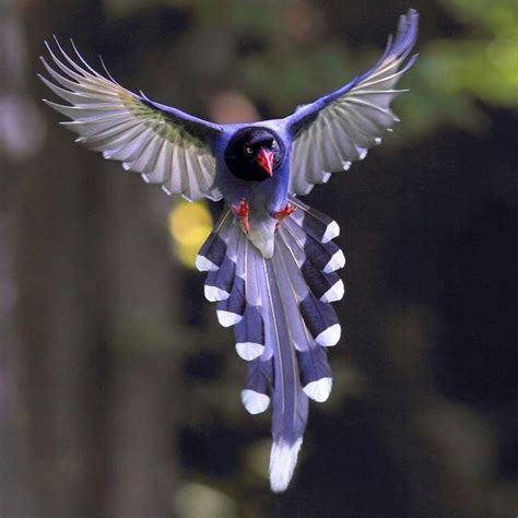 Blue magpie of Formosa (Urocissa caerulea). | Beautiful birds, Animals ...