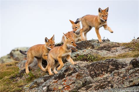 Wolf Cubs Playing | Will Burrard-Lucas