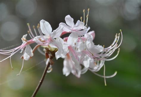 Azaleas at Ravine Gardens | Florida State Parks