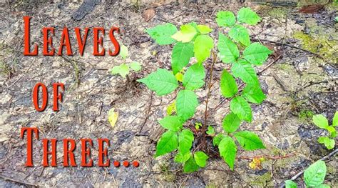 Leaves of Three? Is It Poison Ivy? | The Hypertufa Gardener