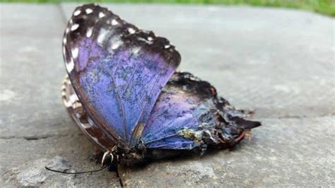 Dead Butterfly Meaning: The Symbolism Behind The Metaphor