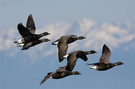 Brant Goose Migration