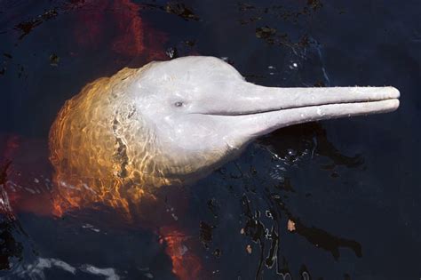 Amazon River Dolphin Facts, Pictures & Information For Kids & Adults