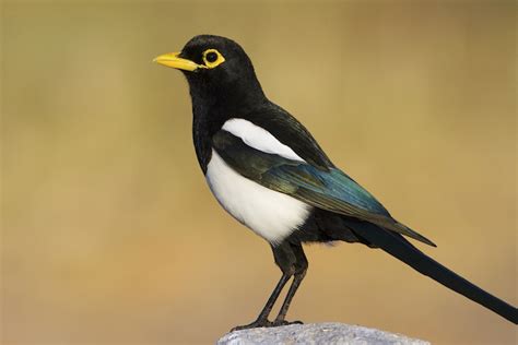 Yellow billed magpie - Alchetron, The Free Social Encyclopedia