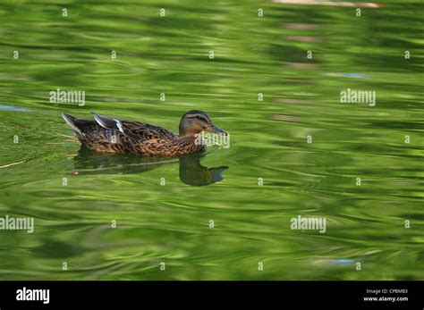 female wood duck swimming in green reflecting pond water Stock Photo ...