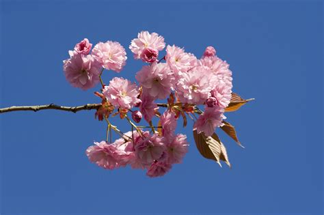 Japanese Flowering Cherry Free Stock Photo - Public Domain Pictures