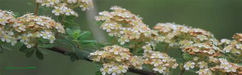 Valley of Flowers - Nature-Treks.com :: Pure Nature in Adventures