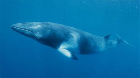 Fin whale - Characteristics, Habitat & Breeding - Endangered Species