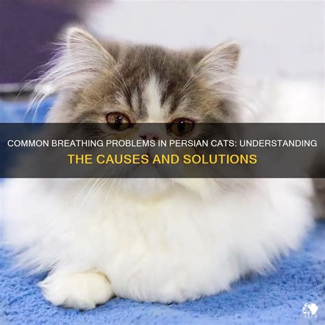 Common Breathing Problems In Persian Cats: Understanding The Causes And ...