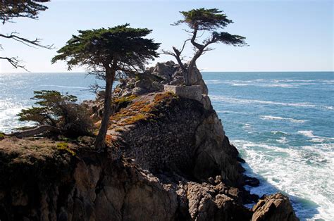 The Lone Cypress in Pebble Beach suffers storm damage