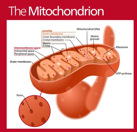 Peripheral Membrane Proteins | Definition, Function & Examples - Lesson ...