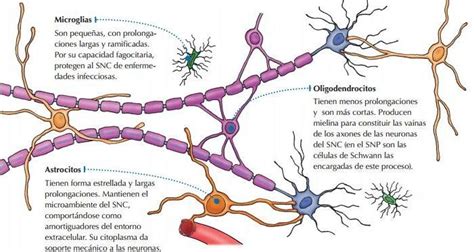 Tres tipos de células gliales y sus funciones, tomado de... | Download Scientific Diagram