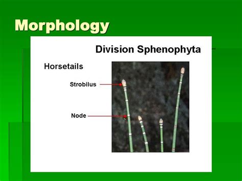 PPT - Phylum Sphenophyta (Horsetails) PowerPoint Presentation, free ...