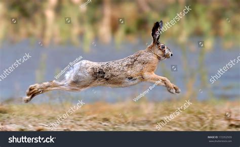 881 Rabbit run fast Stock Photos, Images & Photography | Shutterstock