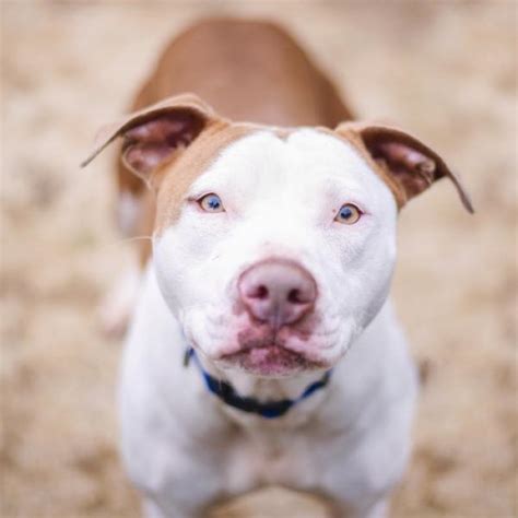 palanca Aeródromo Carne de cordero entrenamiento para perros pitbull ...