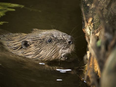 Beaver reintroduction & conservation | Rewilding Britain