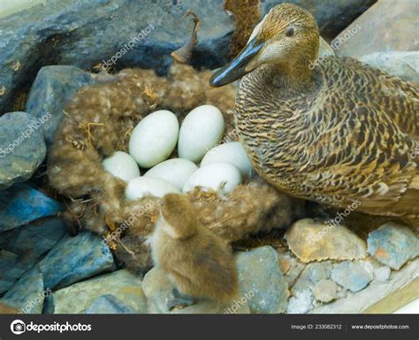 Bird Chick Sitting Nest Eggs — Stock Photo © kellkinel #233082312