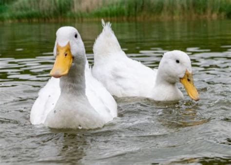 Aylesbury Ducks - The Ultimate Duck Breed Guide