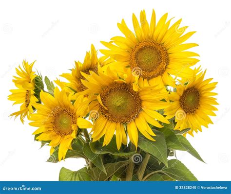 Bunch Of Sunflowers Stock Photo - Image: 32828240