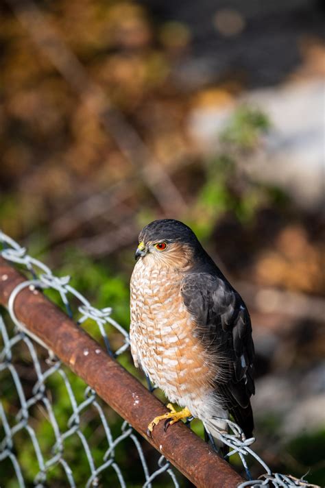 What bird is this? (missouri) : r/whatsthisbird