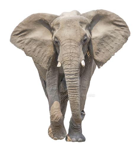 Elephant Png Elephant Animal African Photos Free Transparent Png Logos | Images and Photos finder