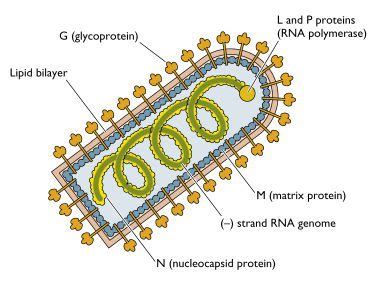 VHSV - A Deadly Virus of Fish | Virology Blog