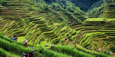 a photo of Ifugao rice terraces in the Philippines | Stable Diffusion | OpenArt