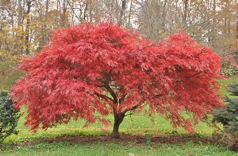 One of the Best Japanese Maple Variety: Beni-Maiko - LolaFlora Blog | Japanese maple varieties ...