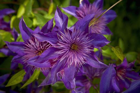 How and When to Prune Clematis Vines