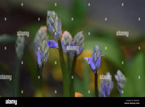 Scottish bluebell flower buds Stock Photo - Alamy